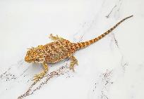 dragon barbu bébé rouge, orange, hypo - Photo 10