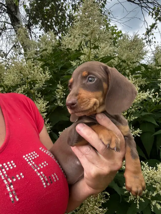 Chiots teckel miniature vaccinée, vermifugées, micropucées…