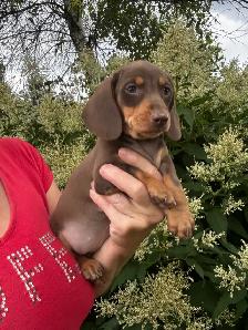 Chiots teckel miniature vaccinée, vermifugées, micropucées… - Photo 2