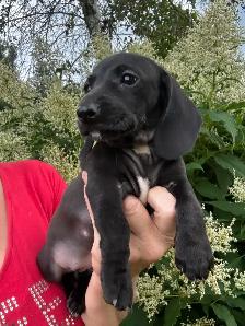 Chiots teckel miniature vaccinée, vermifugées, micropucées… - Photo 3