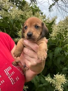 Chiots teckel miniature vaccinée, vermifugées, micropucées… - Photo 5