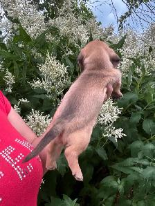 Chiots teckel miniature vaccinée, vermifugées, micropucées… - Photo 6