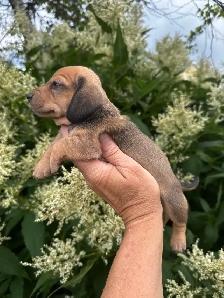 Chiots teckel miniature vaccinée, vermifugées, micropucées… - Photo 7