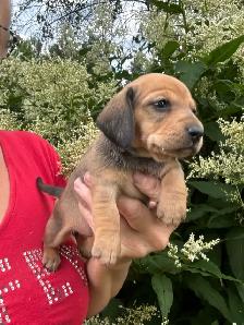 Chiots teckel miniature vaccinée, vermifugées, micropucées… - Photo 8