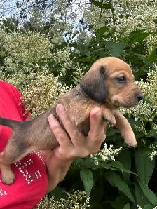 Chiots teckel miniature vaccinée, vermifugées, micropucées… - Photo 9
