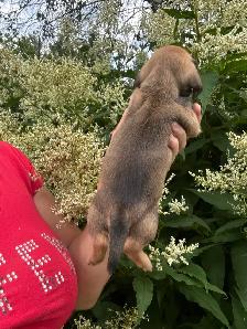 Chiots teckel miniature vaccinée, vermifugées, micropucées… - Photo 10
