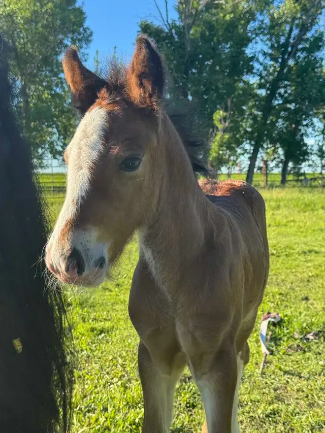 Registered Gypsy Vanner Foals 2026 & 2027 Foals
