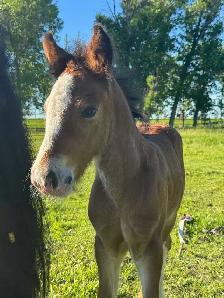 Registered Gypsy Vanner Foals 2026 & 2027 Foals