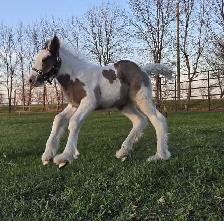 Registered Gypsy Vanner Foals 2026 & 2027 Foals - Photo 2