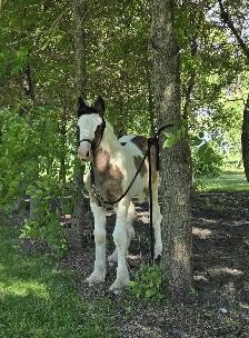 Registered Gypsy Vanner Foals 2026 & 2027 Foals - Photo 3