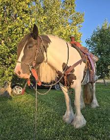Registered Gypsy Vanner Foals 2026 & 2027 Foals - Photo 5