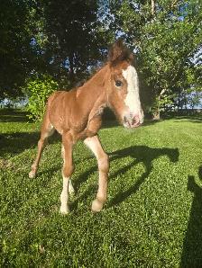 Registered Gypsy Vanner Foals 2026 & 2027 Foals - Photo 6
