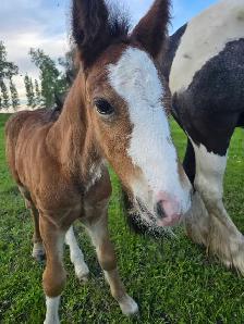 Registered Gypsy Vanner Foals 2026 & 2027 Foals - Photo 7