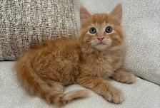Chaton Sibérien hypoallergene - Photo 4