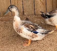 Welsh Harlequin Pairs - Photo 2