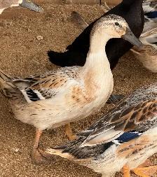 Welsh Harlequin Pairs - Photo 3