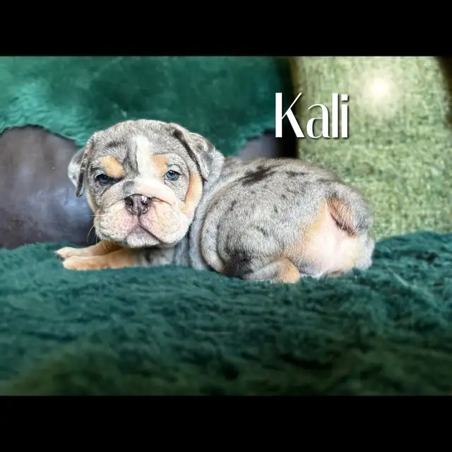 BEAUTIFUL BULLDOG PUPPIES