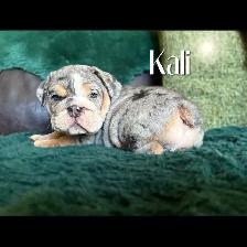 BEAUTIFUL BULLDOG PUPPIES