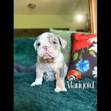 BEAUTIFUL BULLDOG PUPPIES - Photo 2