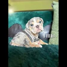 BEAUTIFUL BULLDOG PUPPIES - Photo 3