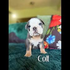 BEAUTIFUL BULLDOG PUPPIES - Photo 4