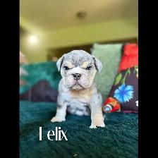 BEAUTIFUL BULLDOG PUPPIES - Photo 5