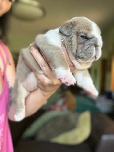 BEAUTIFUL BULLDOG PUPPIES - Photo 6