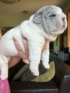 BEAUTIFUL BULLDOG PUPPIES - Photo 7