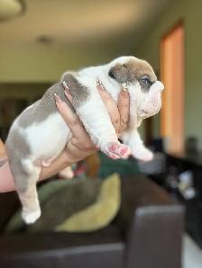 BEAUTIFUL BULLDOG PUPPIES - Photo 8