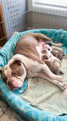 BEAUTIFUL BULLDOG PUPPIES - Photo 9