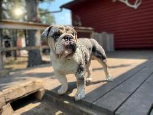BEAUTIFUL BULLDOG PUPPIES - Photo 10
