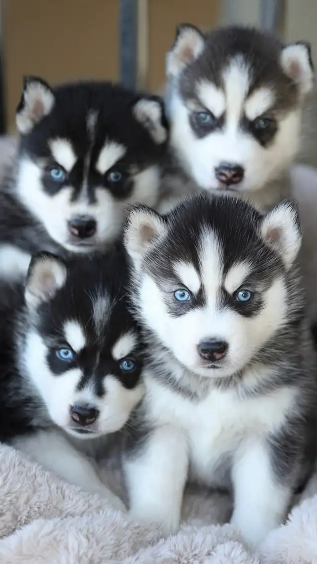 Mini husky pups