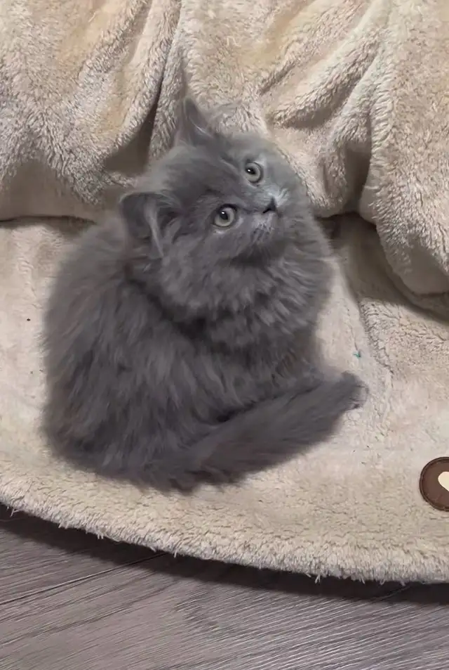beautiful male and female longhairkittens