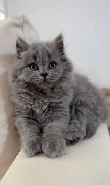 stuff with baby kittens for sale