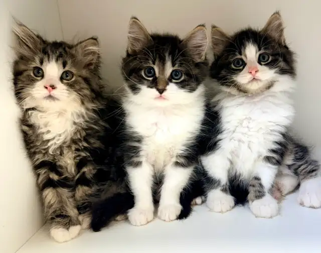 Ragdoll Mix Kittens!