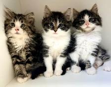 Ragdoll Mix Kittens!