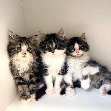 Ragdoll Mix Kittens! - Photo 2