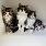Ragdoll Mix Kittens! - Photo 3