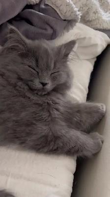 Ragdoll Mix kittens - Photo 2
