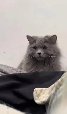 Ragdoll Mix kittens - Photo 3