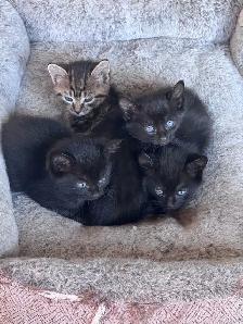 Kittens… Ready to go