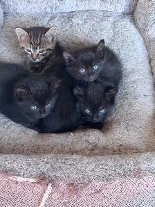 Kittens… Ready to go - Photo 2