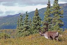 590 Acres of Pristine BC Land - Privacy & Investment Opportunity - Photo 4
