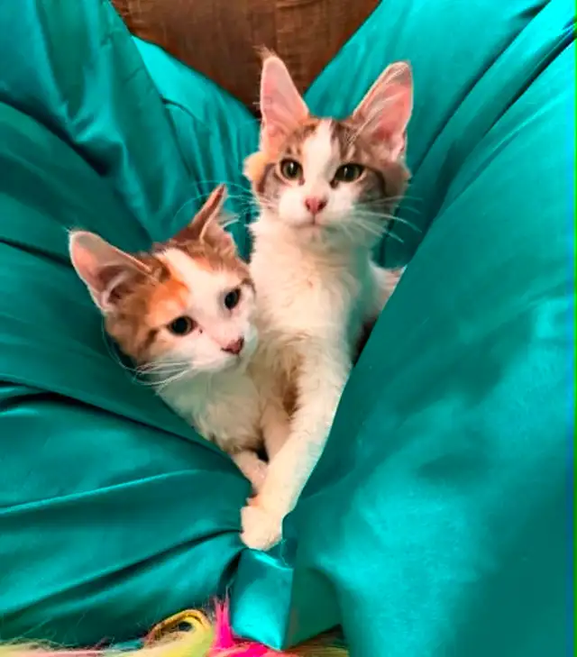 main coon kittens