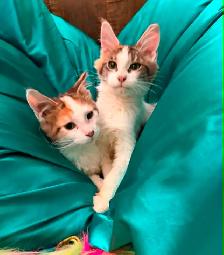main coon kittens