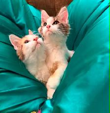 main coon kittens - Photo 2