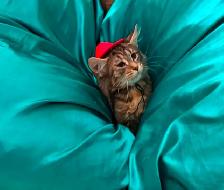 main coon kittens - Photo 5