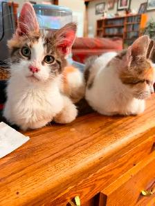main coon kittens - Photo 6