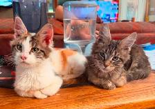 main coon kittens - Photo 9
