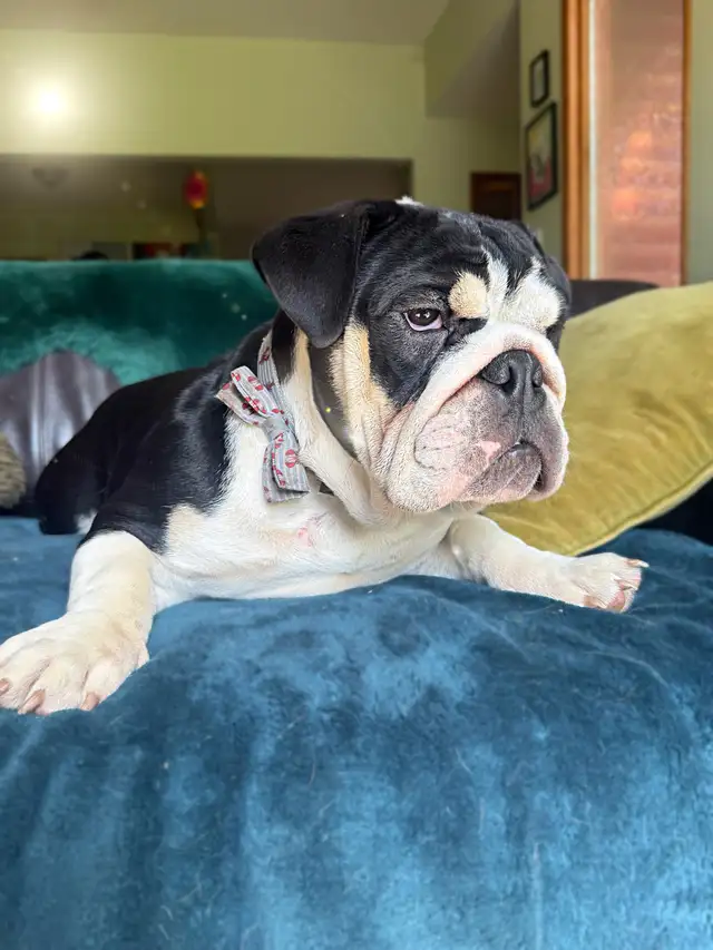 English Bulldog Adolescent Available